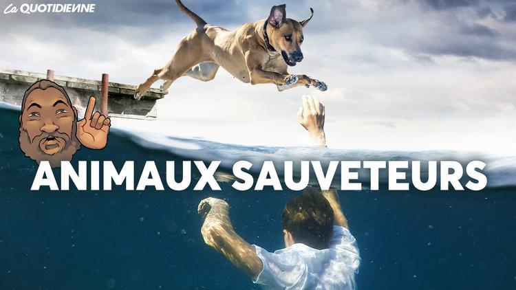 Épisode 641 : Animaux sauveteurs