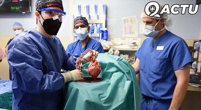Un coeur de porc greffé sur un humain